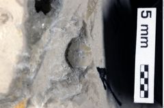 Foto (Detailansicht) von Longodromites ovalis (Moericke, 1897) (NHMW-GEO-1990-0041-0411)